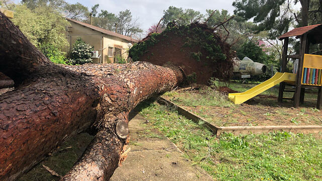 Упавшее дерево в лесу Таль. Фото: Эфи Шрир