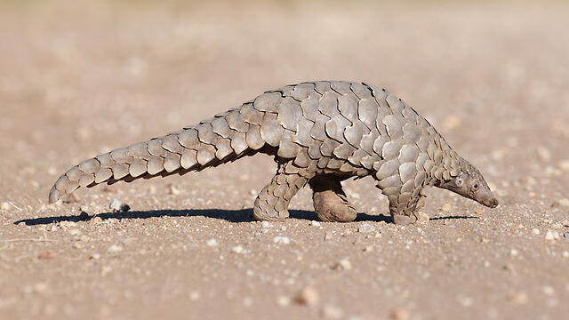 Панголин - возможный переносчик коронавируса? Фото: shutterstock