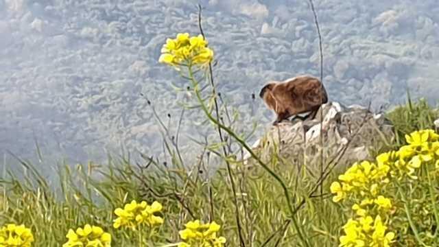 Даман ("шафан ха-села"). Фото: Дуду Пилес, Управление парков и заповедников