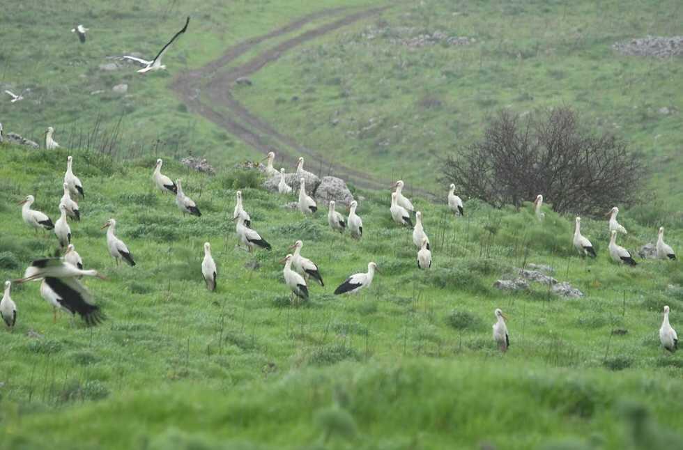Аисты около шоссе № 90. Фото: Махмуд Нассер, Управление парков и заповедников