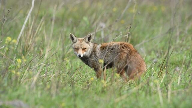 Лиса в Галилее. Фото: Мaхмyд Нассер, Управление парков и заповедников