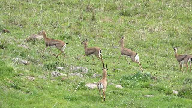 Животные чувствуют раздолье. Фото: Махмуд Нассер, Управление парков и заповедников