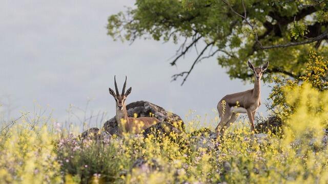 Газели не такие пугливые. Фото: Джордж Норкин, Управление парков и заповедников