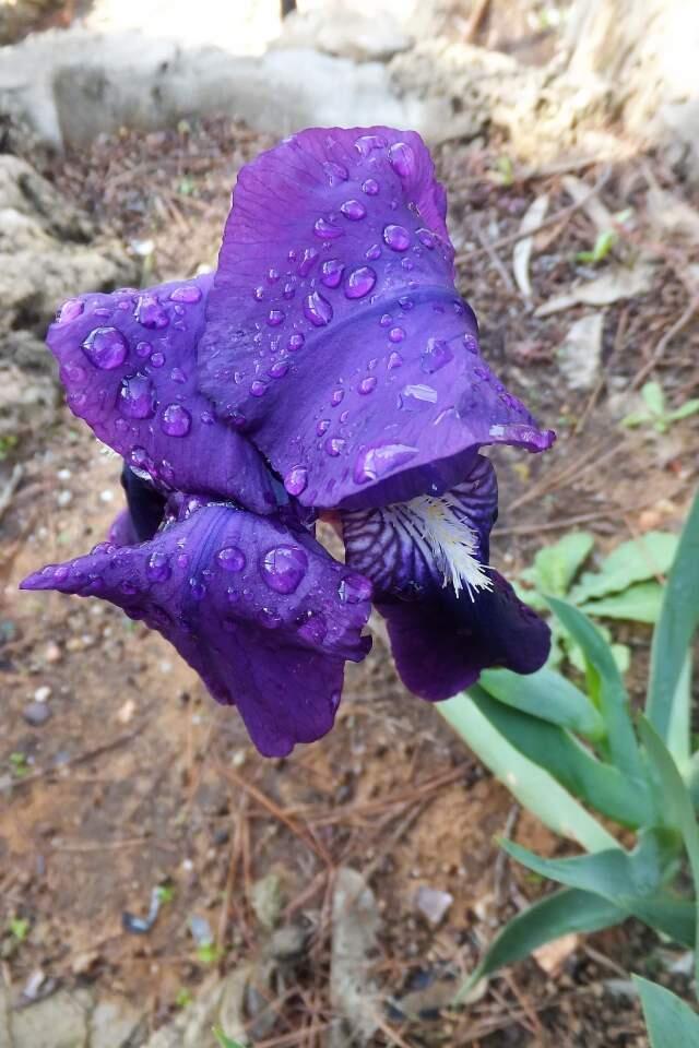 Ирисы в парке Победы в Рамат-Гане. Фото: Леон Левитас