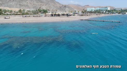 שמורת חוף האלמוגים