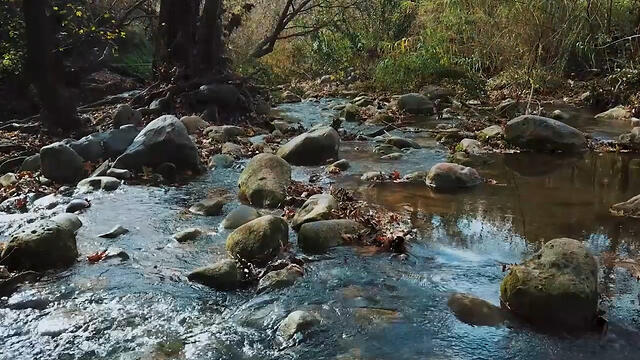 Нахаль-Снир. Фото: пресс-служба Управления национальных парков и заповедников