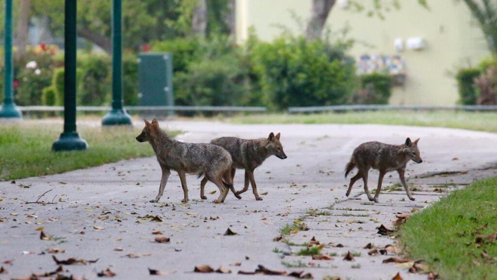 Шакалы (Фото: Моти Кимхи) תנים בפארק הירקון תל אביב