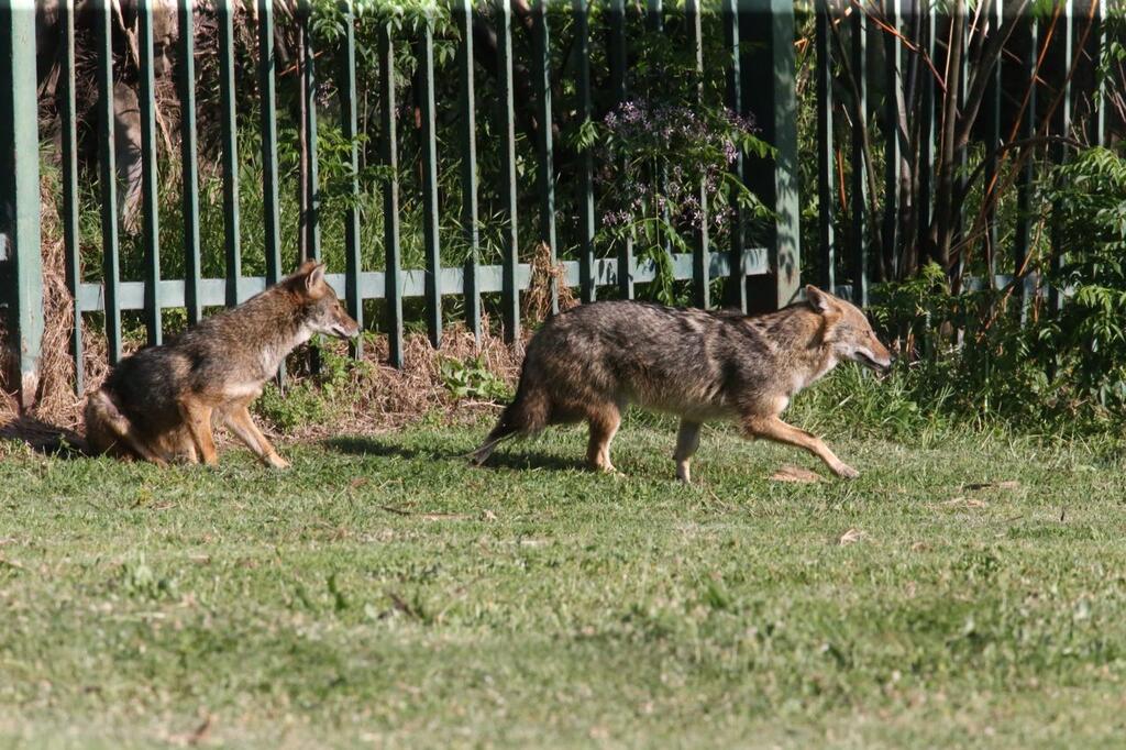 Jackals in Tel Aviv's Yarkon Park (Photo: Moti Kimchi) Jackals in Tel Aviv's Yarkon Park