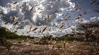 ארבה באזור כפרי בקניה