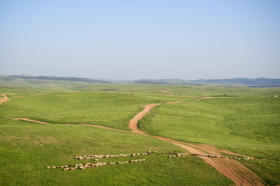 После дождя. Предгорья Иудеи. Фото: Исраэль Бардуго (צילום: ישראל ברדוגו) После дождя. Предгорья Иудеи. Фото: Исраэль Бардуго