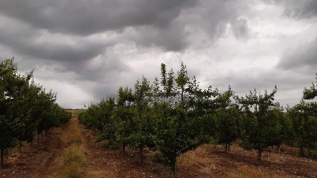 Дожди в долине Хулa. Фото: Анат Зисович (צילום: ענת זיסוביץ) Дожди в долине Хулa. Фото: Анат Зисович