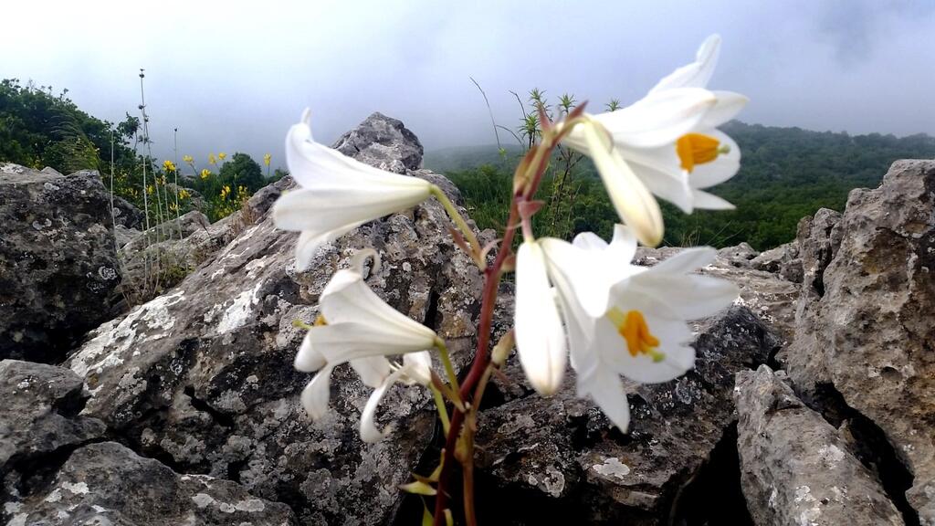 שושן צחור בקרן ברתות
