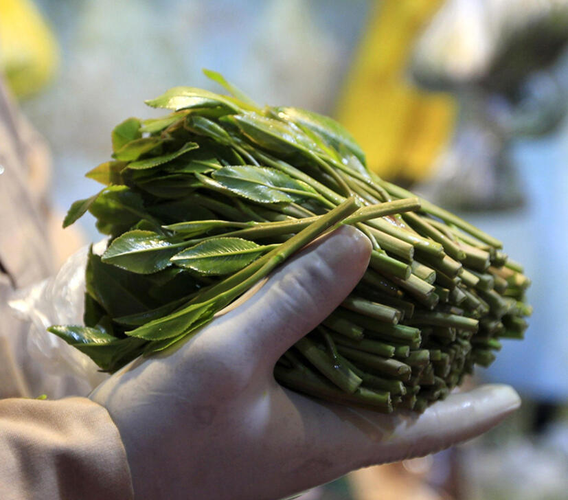 khat (Photo: AFP) עו"ד מרדכי ציבין אסירים ב חו"ל הברחה הבחרות צמח הגת גת