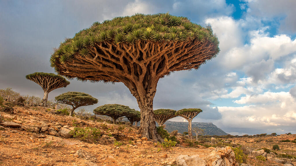 Photo: Shutterstock תימן האי סוקוטרה עץ דם הדרקון דרקונית קינבר