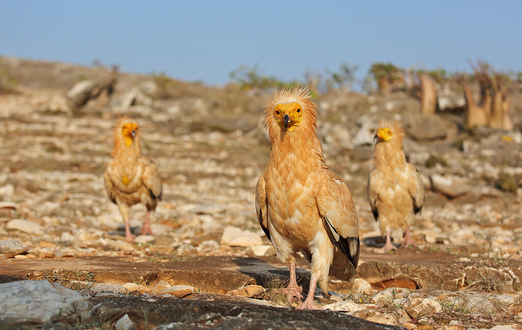 Photo: Shutterstock תימן סוקוטרה אי נכבש על ידי בדלנים שנלחמים גם הם נגד החות'ים