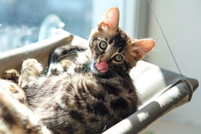 Понежиться на солнышке любит каждый кот