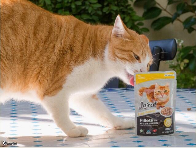 Котам и кошкам очень нравятся деликатесы La Cat. Фото: Игаль Пардо