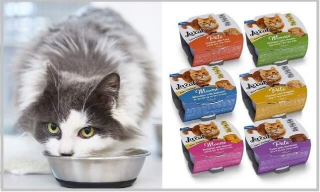 Летом можно давать кошкам охлажденную еду и воду