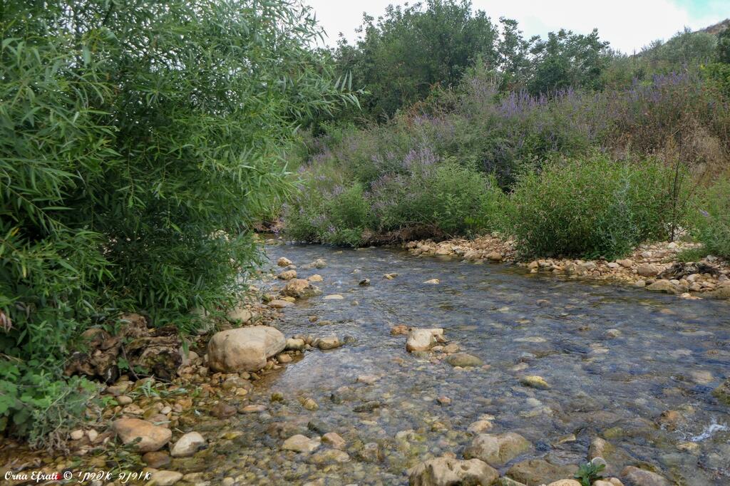 נחל כזיב באזור עין חרדלית