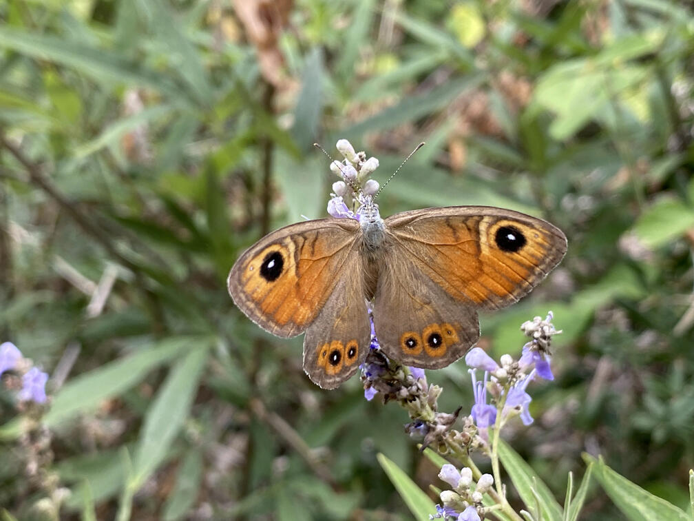 פרפר חומית היבלית בשמורת נחל כזיב