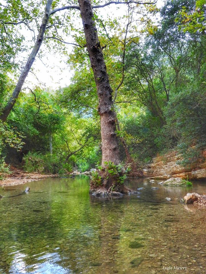 עצי דולב מזרחי ענקיים בנחל כזיב