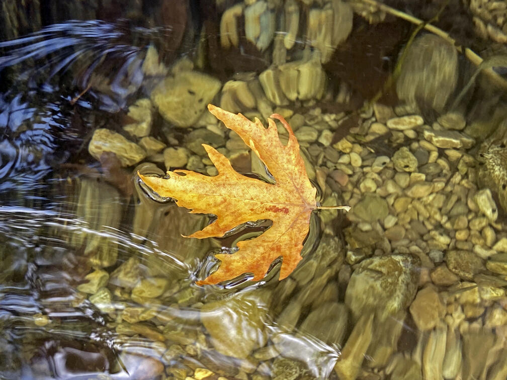 עלה של דולב מזרחי שט במים