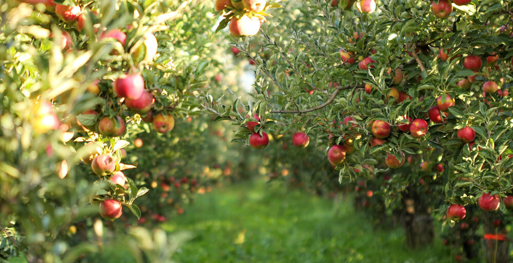 Apple trees (Photo: shutterstock) עצי תפוח