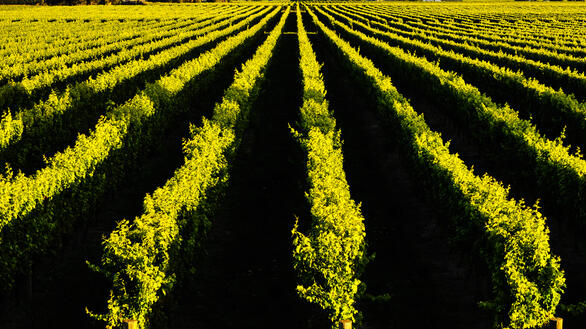 כרמים ניו זילנד