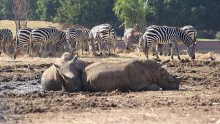 ספארי רמת גן