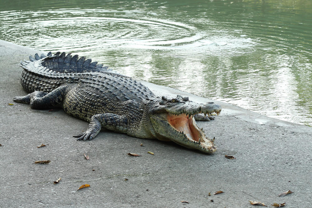 Despite the crocodiles, the river is a well-established rowing venue (Photo: Shutterstock) תנין נח מחוץ למים