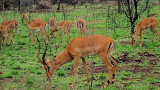אנטילופה בשמורת אקגרה