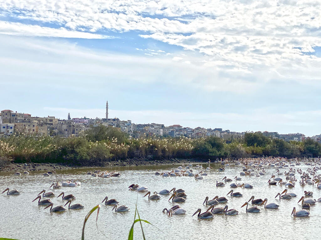שקנאים בבריכות מעגן מיכאל