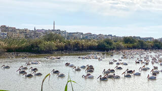 שקנאים בבריכות מעגן מיכאל
