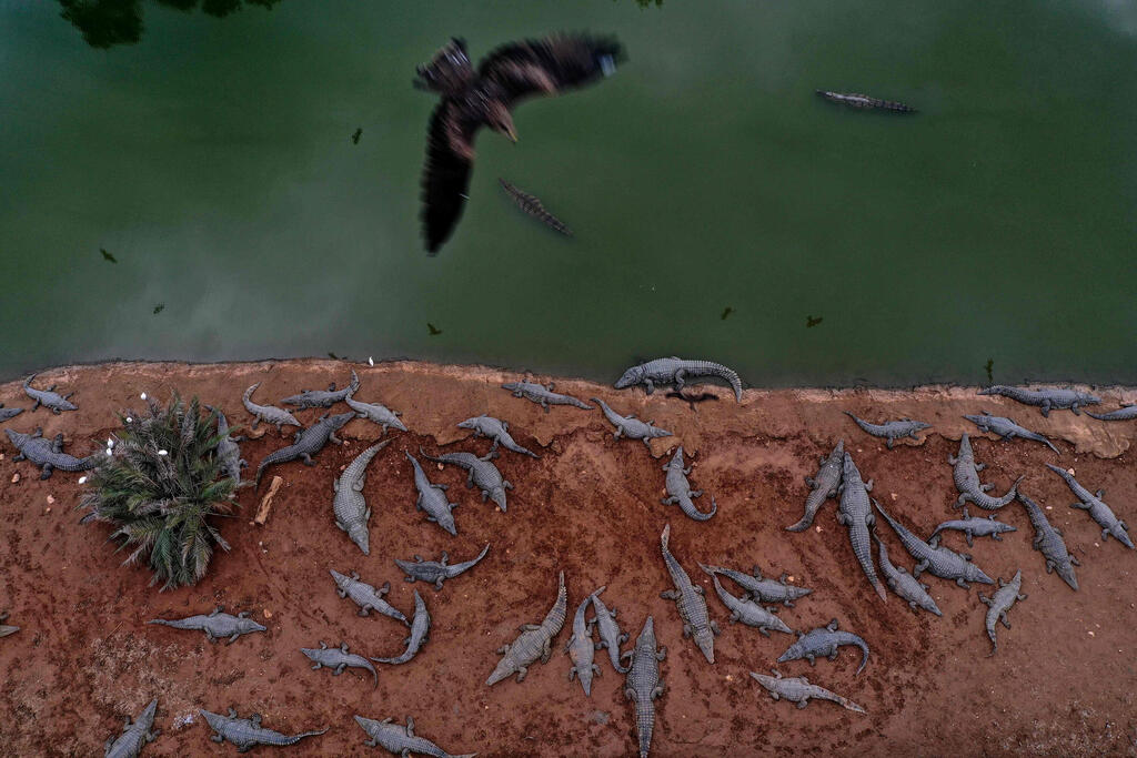 Photo: AFP חוות תנינים בפצאל
