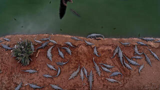 חוות תנינים בפצאל