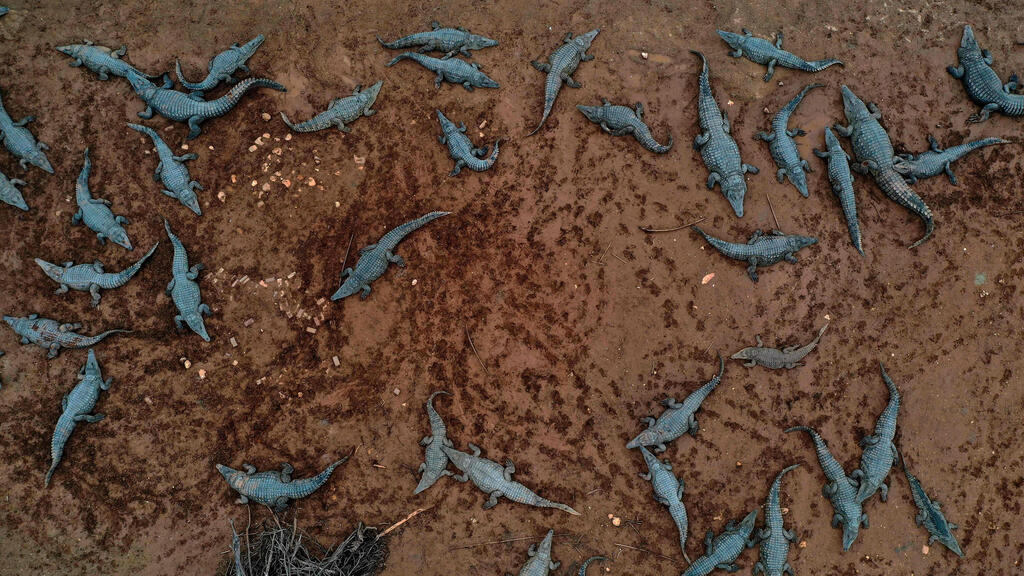 חוות תנינים בפצאל