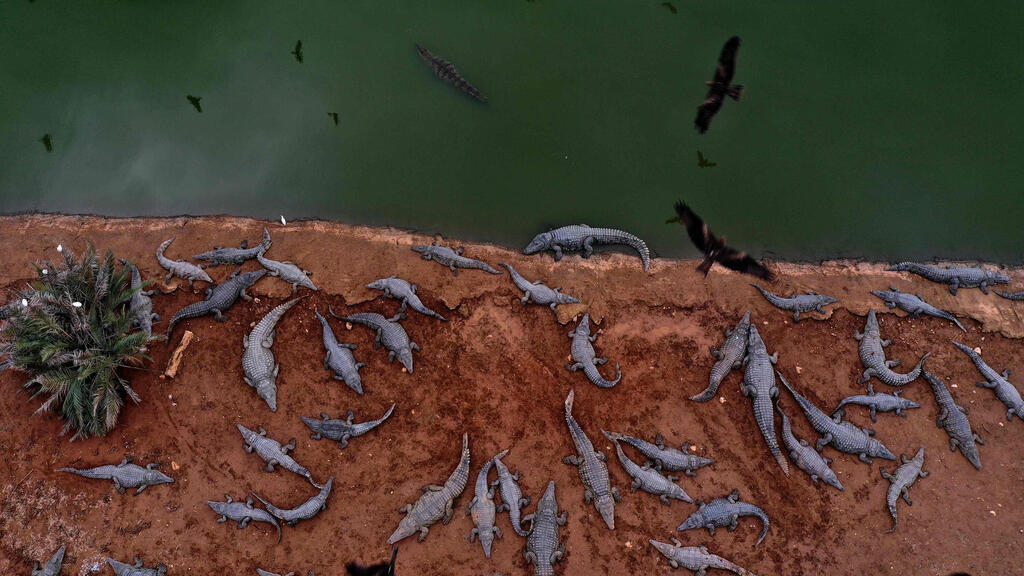 חוות תנינים בפצאל