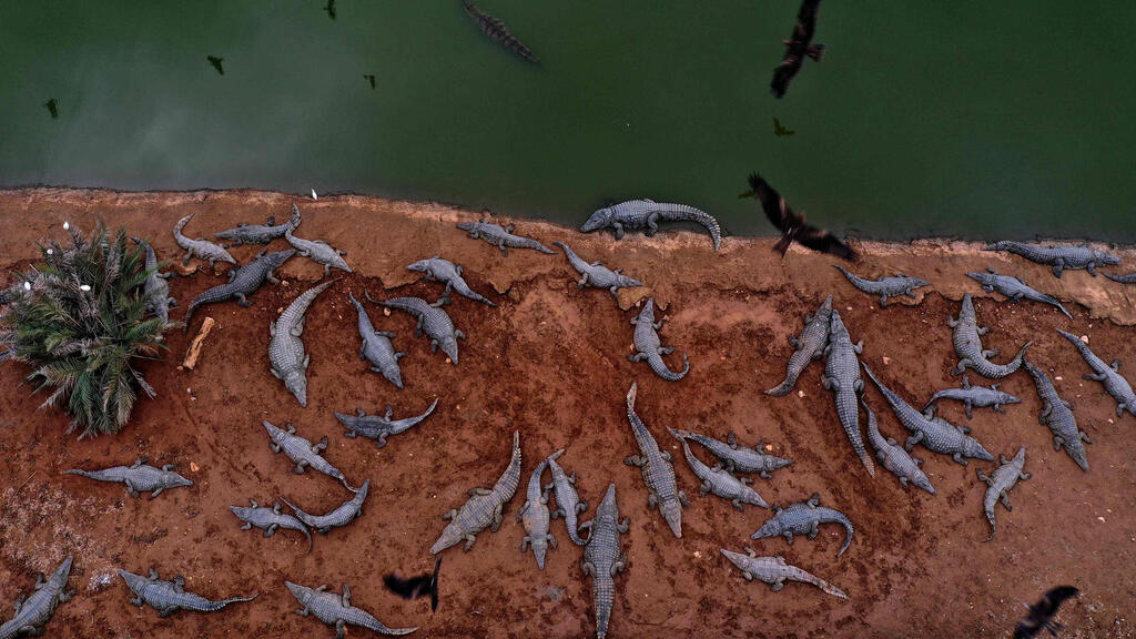 חוות תנינים בפצאל