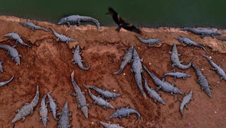 תביעה של מיליונים: "טבחו במאות התנינים שלי"