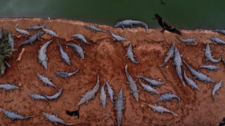 חוות תנינים בפצאל