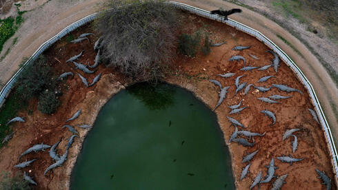 חוות תנינים בפצאל