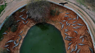 חוות תנינים בפצאל