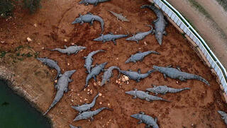 הרג מאות התנינים בפצאל: "היה חשש ל'אירוע חבלני'"