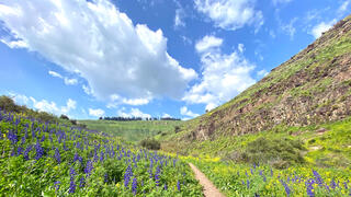 פריחה שופעת משני צדי השביל