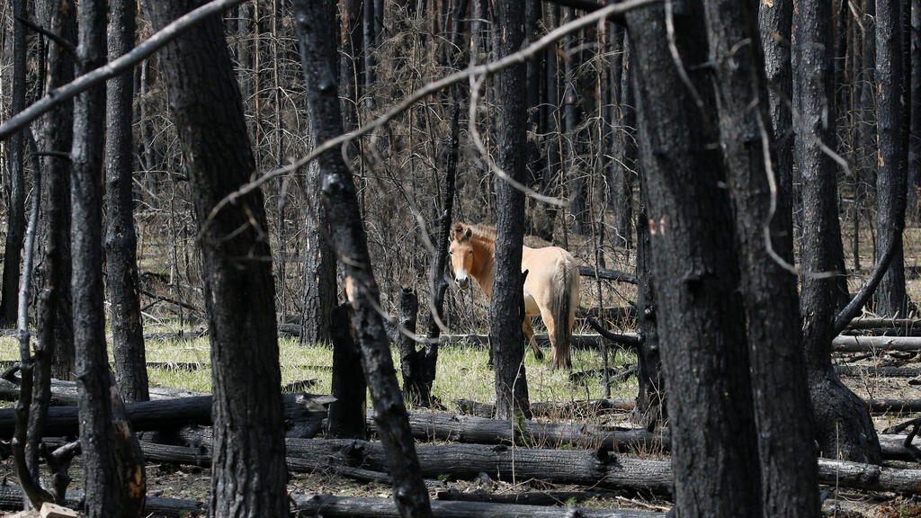 ה אזור ה סגור ליד צ'רנוביל אוקראינה