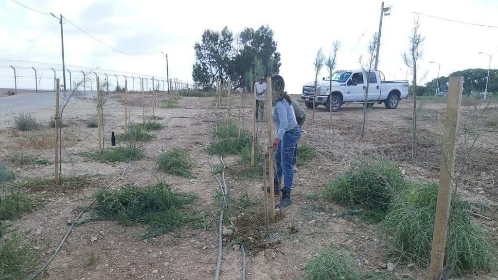 נטיעות עצים ביער כיסופים בעוטף עזה