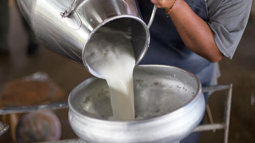 Молочная продукция (Фото: shutterstock) молоко ферма