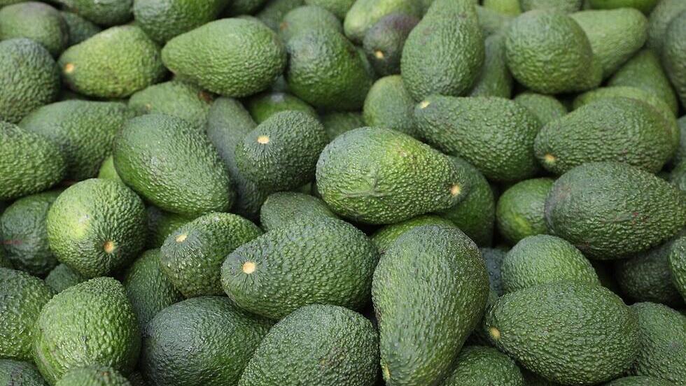 Авокадо (Фото: Эльад Гершгорн) Авокадо