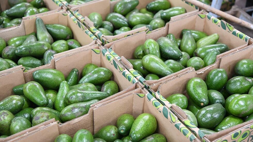 ארגזי אבוקדו