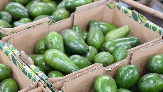 ארגזי אבוקדו